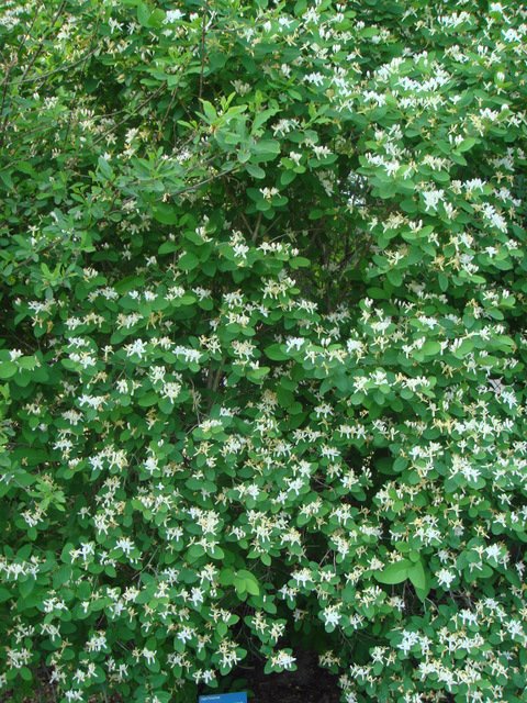 Lonicera x muscariensis P1C